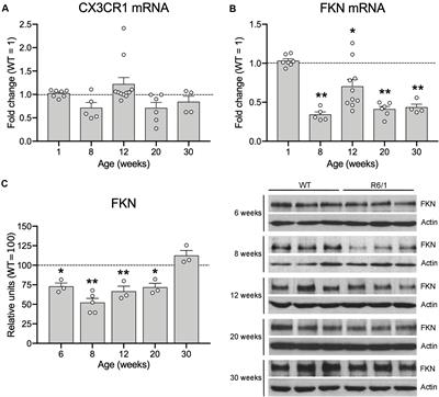 Reduced Fractalkine Levels Lead to Striatal Synaptic Plasticity Deficits in Huntington’s Disease